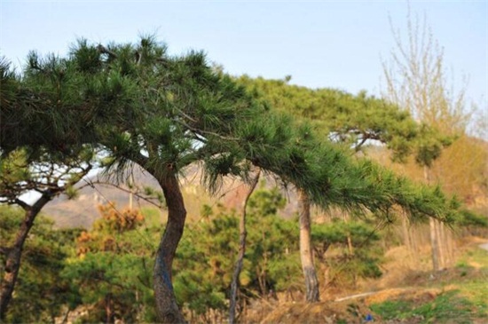 松树种类名称及图片，盘点十大常见松树种类