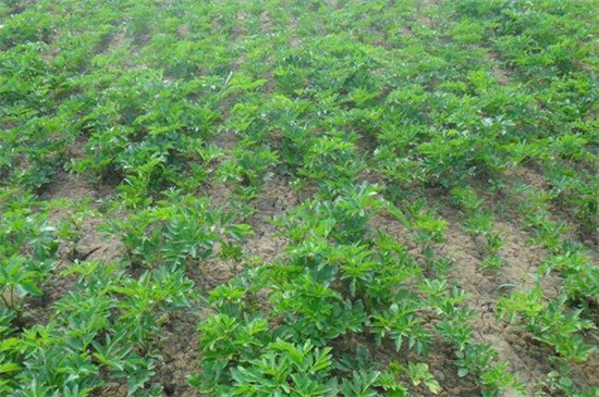 白芷种植技术，三个步骤手把手教你种植