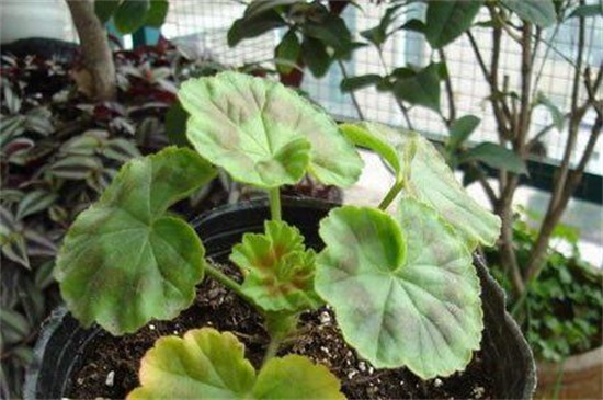 天竺葵叶子黄怎么回事