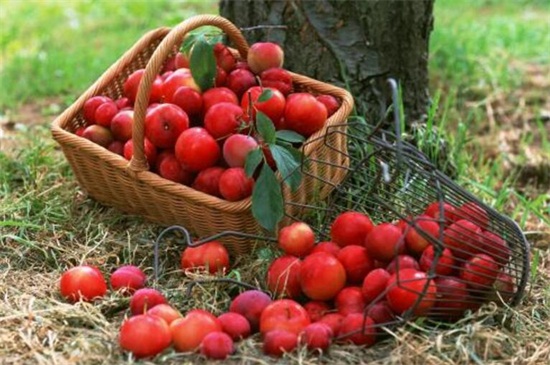 李子是凉性还是热性