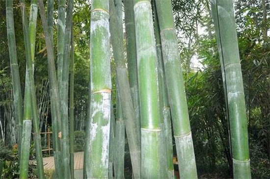 竹子的种类和名称大全