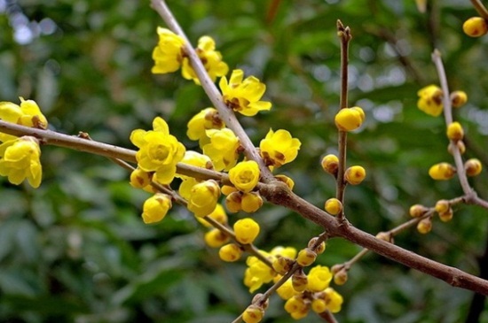 腊梅花什么时候开，主要在11～3月开花