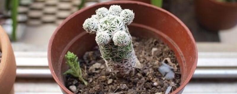 银手指怎么养才漂亮