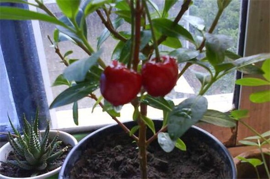 樱桃树种植方法