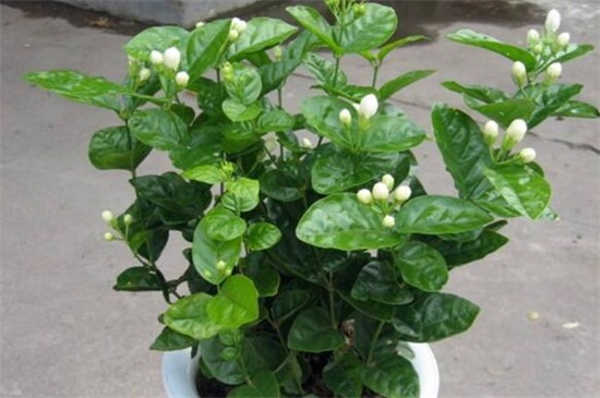 茉莉花怎么养