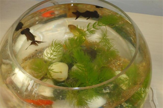 适合新手养的水草