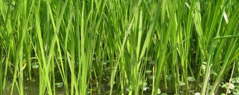 适合新手养的水草