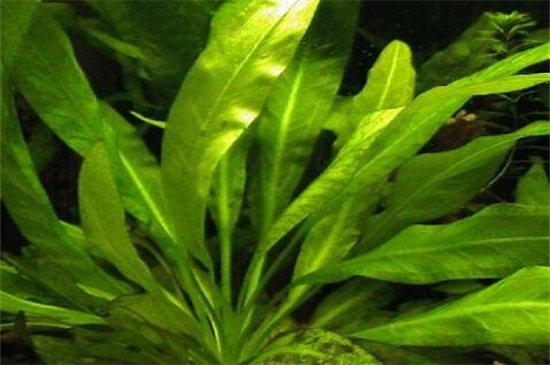 适合新手养的水草