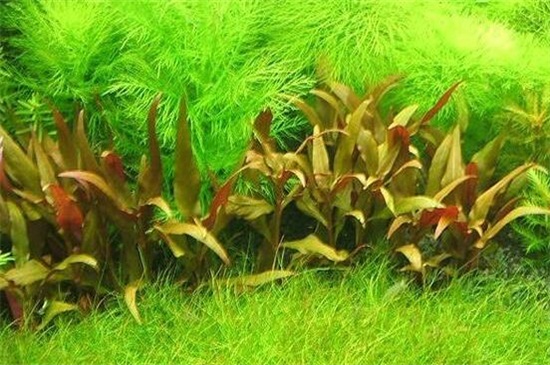 适合新手养的水草