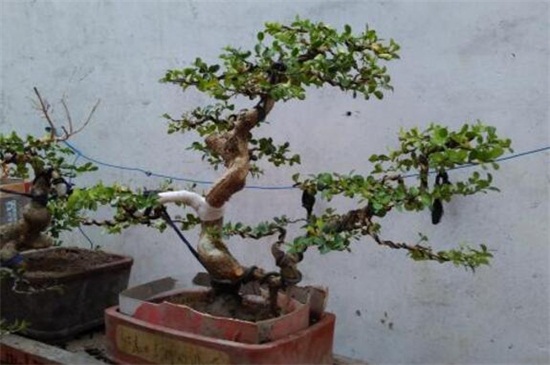 什么黄杨树最贵