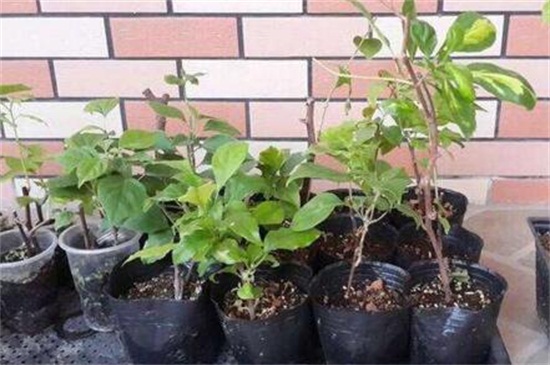三角梅小苗多少钱一棵，其价格为1～25元一株
