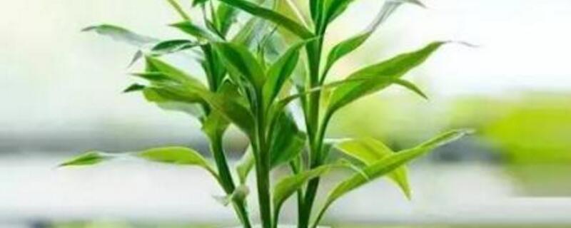 莲花竹和富贵竹区别
