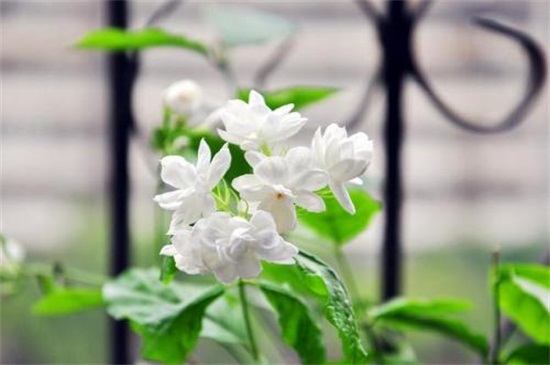 茉莉花的养法