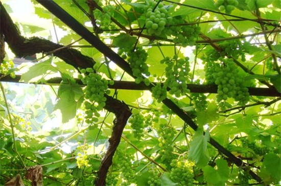 葡萄架怎么搭最好，五步轻松搭好葡萄架
