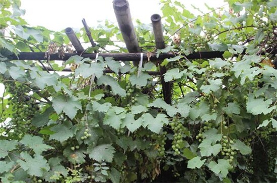 葡萄架怎么搭最好，五步轻松搭好葡萄架