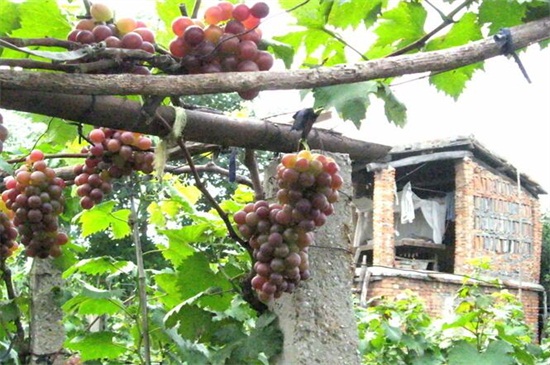 葡萄架怎么搭最好，五步轻松搭好葡萄架