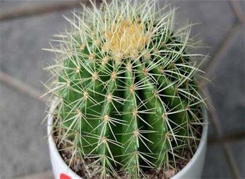 仙人球怎么浇水