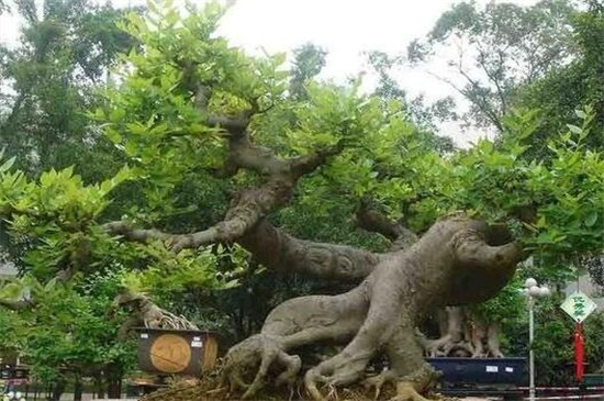朴树价格是多少，10公分朴树价格为350元左右