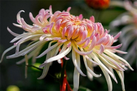 宿根花卉有哪些，盘点十种常见的多年生花卉