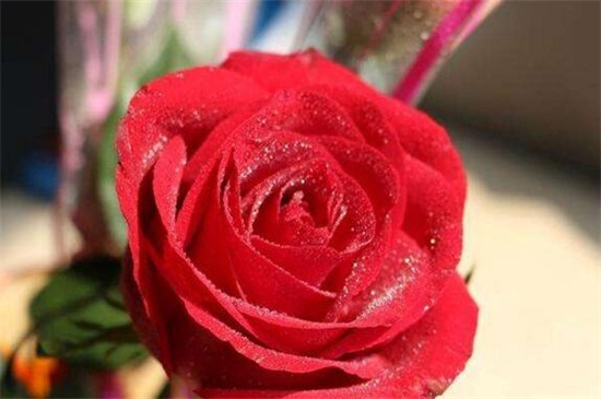 玫瑰花苞买回来不开花怎么办，四种方法让其迅速开花