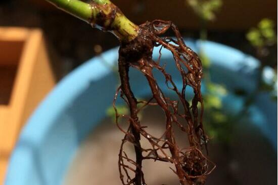 玫瑰烂根怎么办