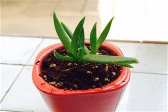 盆栽芦荟如何养殖