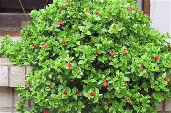 牡丹吊兰只长叶不开花怎么办，疏松土壤加强管理