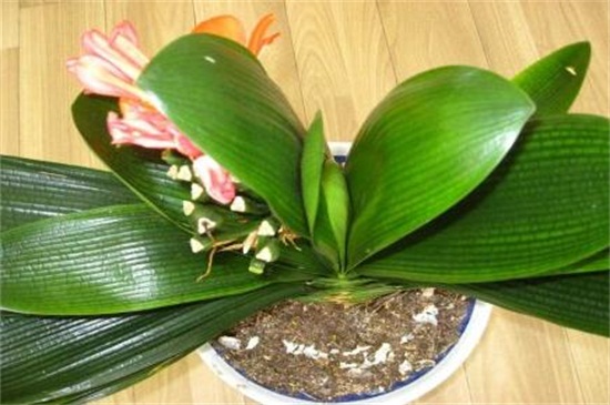 君子兰怎么养