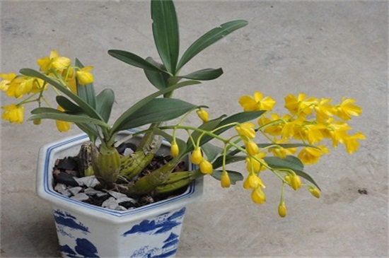 鼓槌石斛种植方法