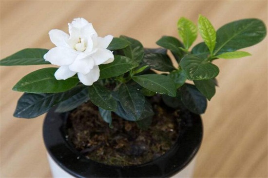 栀子花什么季节开花