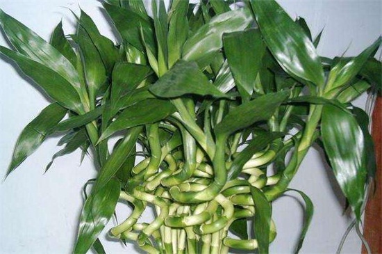 富贵竹白粉病怎么处理，可喷粉锈宁或白酒治理