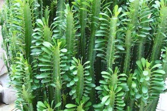 龙骨花养在客厅好吗