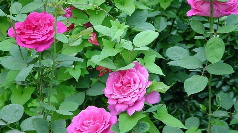 月季花如何养殖
