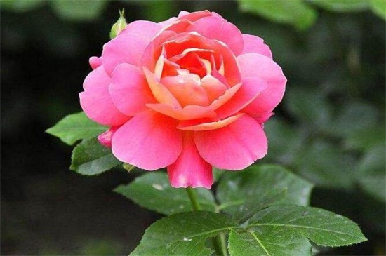月季花如何养殖