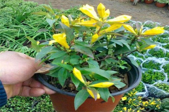 法国香水花怎么养