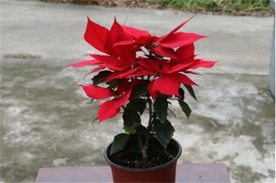 圣诞花有毒吗