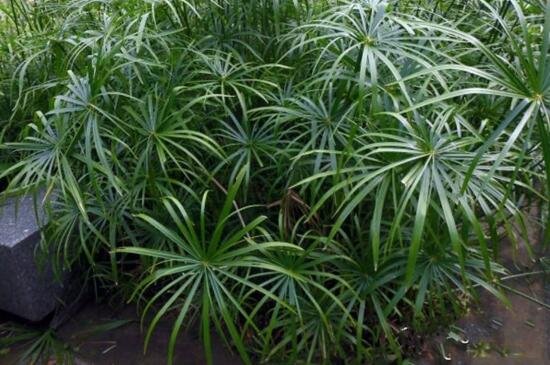 水竹叶子发黄怎么办