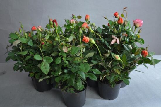 月季花过冬的方法