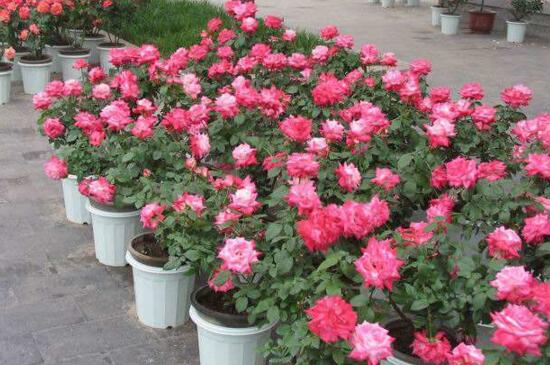 月季花过冬的方法