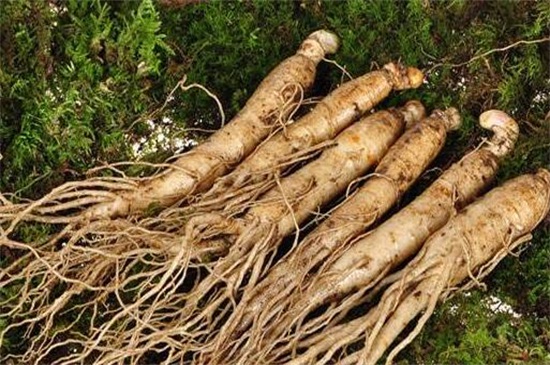 人参种植成本和利润