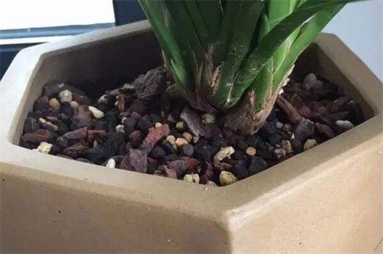 栽种君子兰要不要花生壳，适当添加可促进根系生长