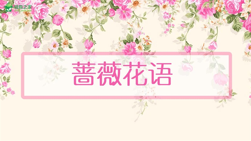 蔷薇花语