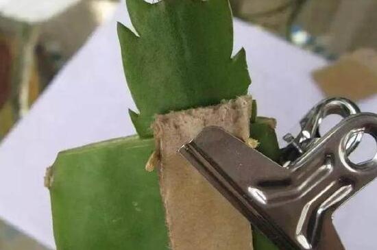 蟹爪兰最牛嫁接