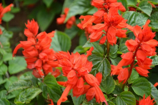 草本植物有哪些