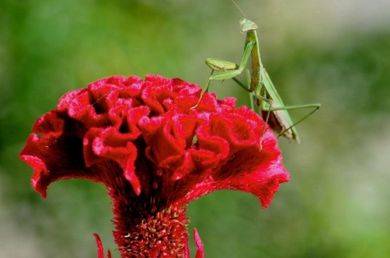 草本植物有哪些
