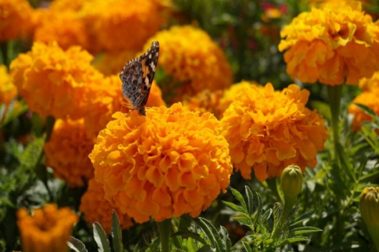 草本植物有哪些