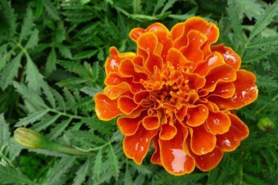 草本植物有哪些