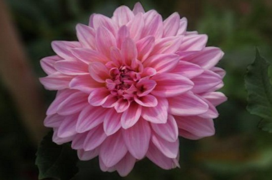 草本植物有哪些