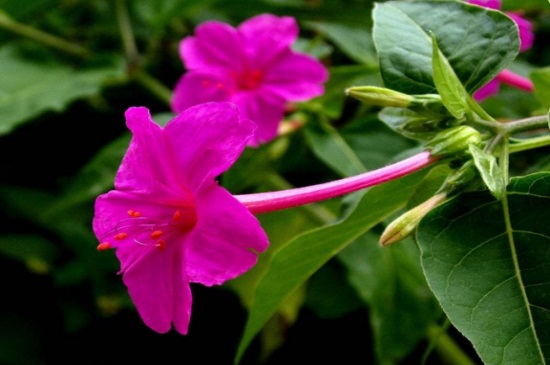 草本植物有哪些