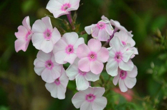 草本植物有哪些